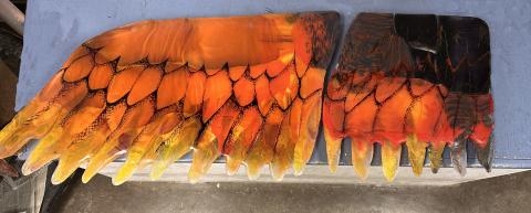 Jesi Yager Phoenix Wing