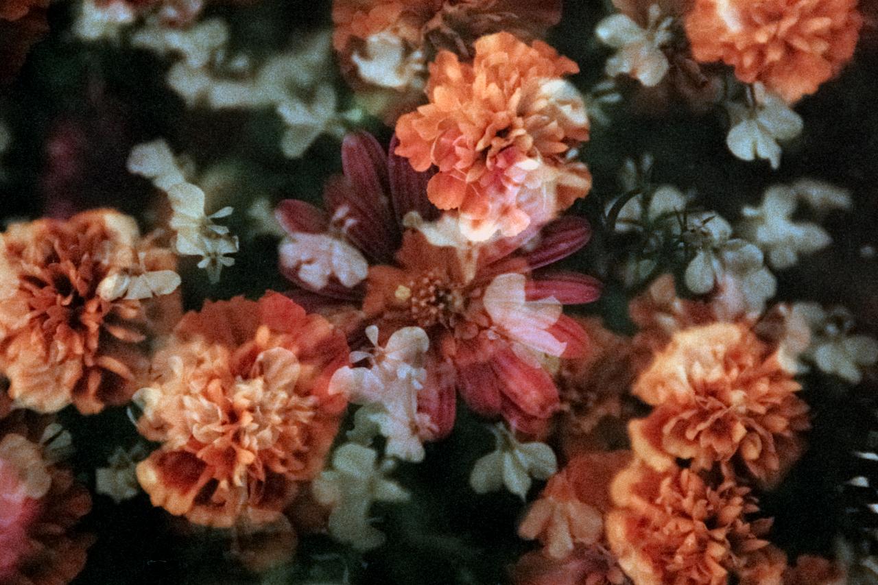 Overlapping film exposures of orange, red, and white flowers creating a layered, dreamlike floral image.