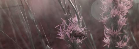 Alana Bartol and Bryce Krynski, all roses sleep (inviolate light)